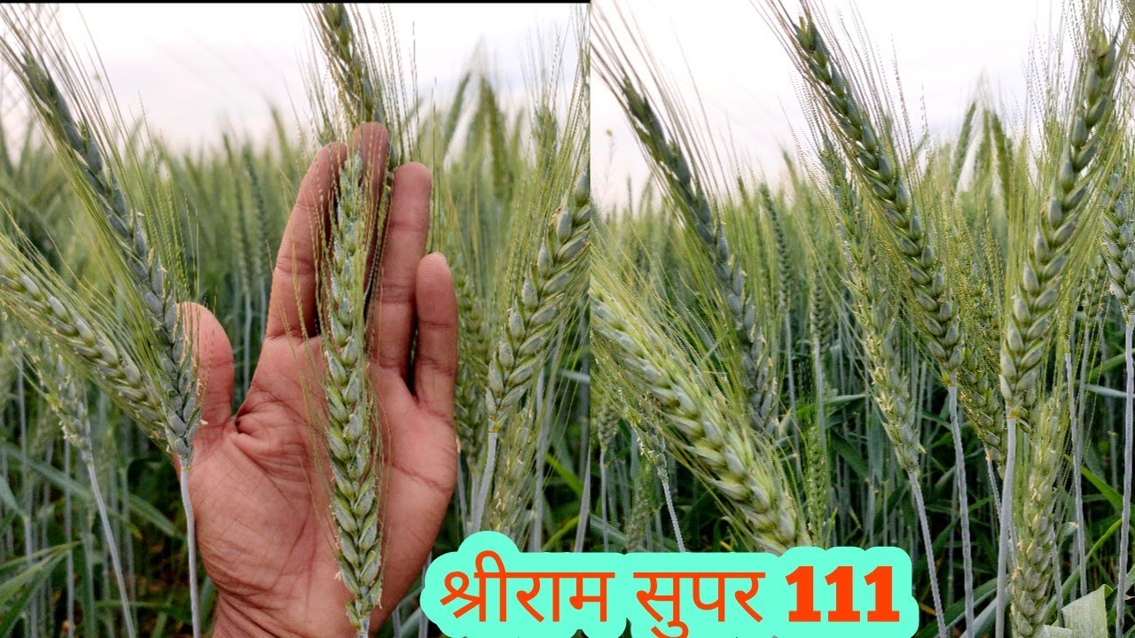 Wheat Shri Ram 111 Variety: कम पानी में भी होगा गेहुँ का उत्पादन ,की बोरे उठाते- उठाते थक जायेंगे मजदुर